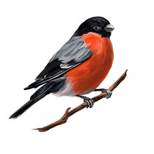 Bird Bullfinch On A Branch, Art Illustration Painted With Watercolors Isolated On White Background