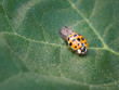 Asian ladybeetle (harmonia axyridis) sitting on leaf