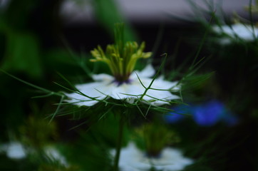 Closeup of a blue Love in a mist (Nigella damascena) flower.