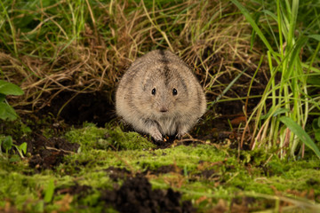 Poster - A frontal view of a Lemming, Cricetidae, as it sits on the ground and stares forward at the camera