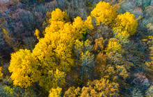 Autumn Forest Aerial Drone View.