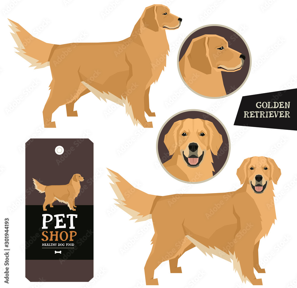Dog Breeds set Vector illustration Golden Retriever Isolated objects ...