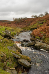 Wall Mural - Moorland stream in Autumn in Northumberland, UK