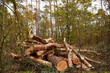 pile of logs in the forest