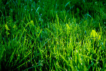 Light morning dew on the green grass. Fresh green grass with dew drops close up