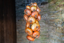 Golden Onions Tied Up To Dry In Autumn