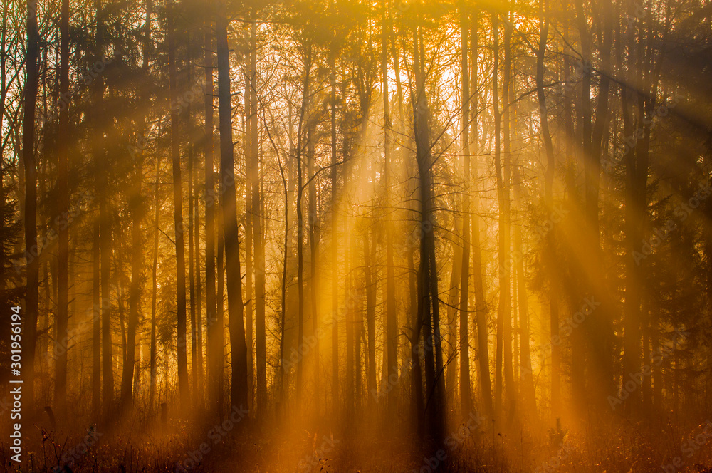 mglisty las skąpany w promieniach słońca - obrazy, fototapety, plakaty 