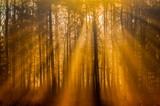 Fototapeta  - mglisty las skąpany w promieniach słońca