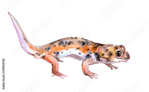 Photographie Watercolor single lizard animal isolated on a white background illustration