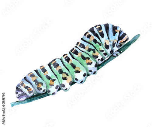Fotografía Watercolor single caterpillar insect animal isolated on a white background illustration