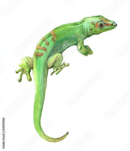 Watercolor lizard animal illustration isolated on white background Poster Mural XXL