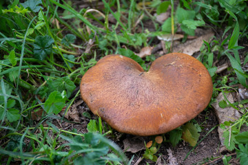 Orange wild mushrooms in the shape of heart. Writing area.