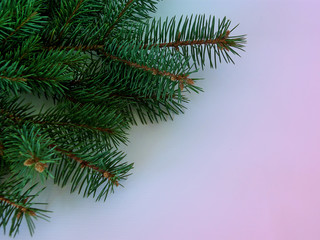 green fluffy sprigs of spruce on gradient background, new year