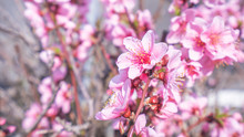 Beautiful And Elegant Pale Light Pink Peach Blossom Flower On The Tree Branch At A Public Park Garden In Spring, Japan. Blurred Background.