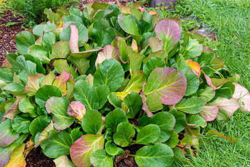 Wall Mural - Decorative lush Bush of bergenia in a beautiful garden