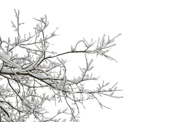 Twigs tree covered snow on a white background with space for text