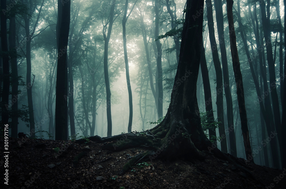 tree in dark mysterious fantasy forest - obrazy, fototapety, plakaty 