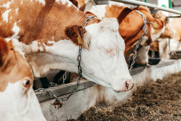 Wall Mural - Long row of cows sticking their heads out bars of stable to feed