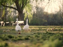 Family Of Ducks And Chicks Eating In The Grass Of A Park At Sunset