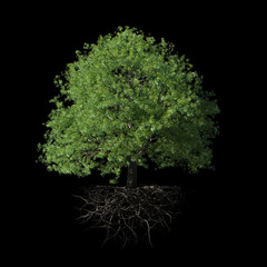 tree with roots, isolated on black background