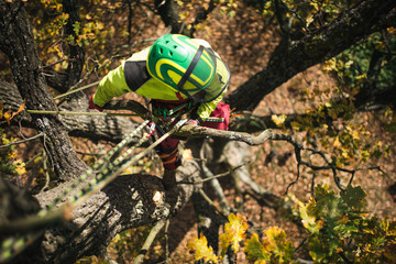 Arborist man cutting a branches with chainsaw and throw on a ground. The worker with helmet working at height on the trees. Lumberjack working with chainsaw during a nice sunny day. 