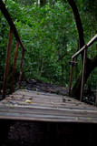 Fototapeta  - Wooden bridge in the forest