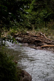 Fototapeta  - River in forest