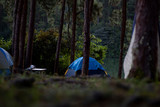 Fototapeta Desenie - Tent in forest