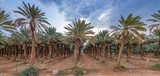 Fototapeta Sypialnia - Panorama with plantation of date palms. Image depicts an advanced desert agriculture industry in the Middle East