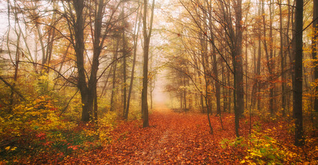 Sticker - The beautiful avenue in the autumn park with a lot of trees and yellow leaves on the floor