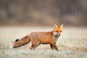 Wall Mural - Mammals - European Red Fox (Vulpes vulpes)