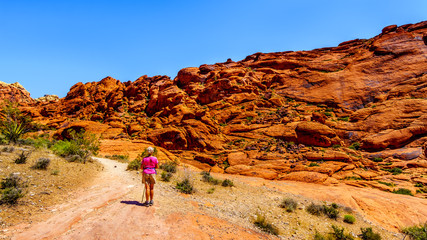 senior woman hiking on the red sandstone cliffs of the calico trail in red rock canyon national cons