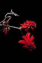 Coral Flower (Erythrina) A Bright Red Orange Decorative Flower With A Black Background Lucky Bean Tree