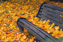 Park Bench Strewn With Autumn Yellow Maple Leaves. Wooden Bench On A Background Of Autumn Leaves
