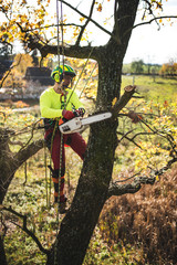 Arborist man cutting a branches with chainsaw and throw on a ground. The worker with helmet working at height on the trees. Lumberjack working with chainsaw during a nice sunny day. 