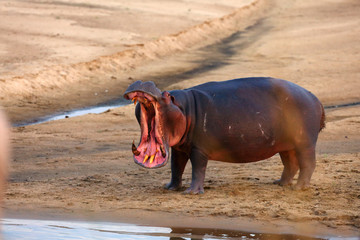 Wall Mural - The common hippopotamus (Hippopotamus amphibius) or hippo is warning by open jaws standing on the river bank in beautiful evening light. Huge open mouth of a hippo in Africa.