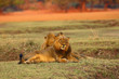 The Southern Lion (Panthera leo melanochaita) also as an Eastern-Southern African Lion or Eastern-Southern African Lion.Dominant male brothers lying in savanna with orange colored background.