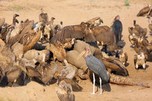 A Flock Of White-backed Vulture (Gyps Africanus) Feeding On A Large Elephant By A River. Carrion Scavengers On Sandy River Bank. Two Vultures Fighting For Food Sitting On An Elephant Skull.