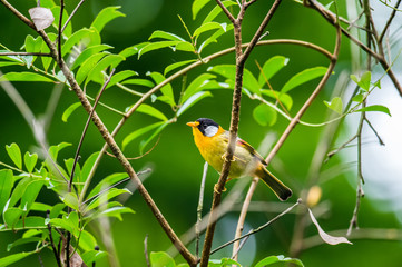 Wall Mural - Silver-Eared Mesia (Formal Name: Leiothrix argentauris)