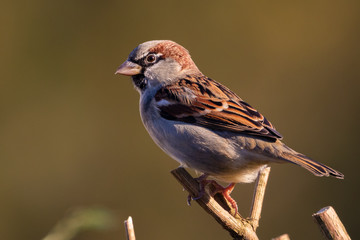 Portrait of House sparrow (passer domesticus) perched in germany mecklenburg vorpommern