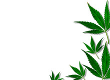 Creative Cannabis Leaves Background. Minimal CBD Concept. Flat Lay.
