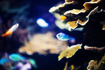 Wonderful and beautiful underwater world with corals and tropical fish.