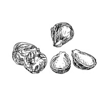 Brussels Sprouts In Line Art Style.