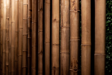  background with bamboo