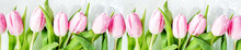 Pink Tulips Flowers