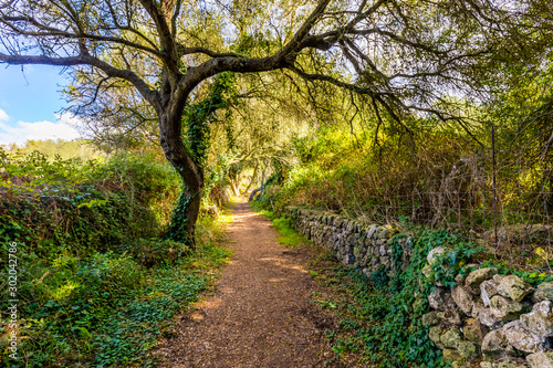 Fotomural Árbol en camino del bosque frondoso