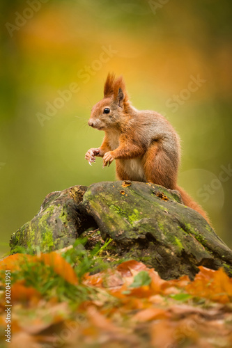 Fotografía Cute Red squirrel in the natural evironment, wildlife, close up, silhouete, Sciu