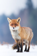 Cute Red Fox In The Natural Environment, Vulpes Vulpes, Europe