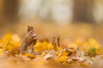 Wall Mural - Cute Red squirrel in the natural evironment, wildlife, close up, silhouete, Sciurus vulgaris