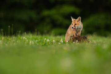 Wall Mural - Cute Red fox in the natural environment, Vulpes vulpes, Europe